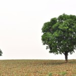 Inga träd växer till himlen - stora och små bolag