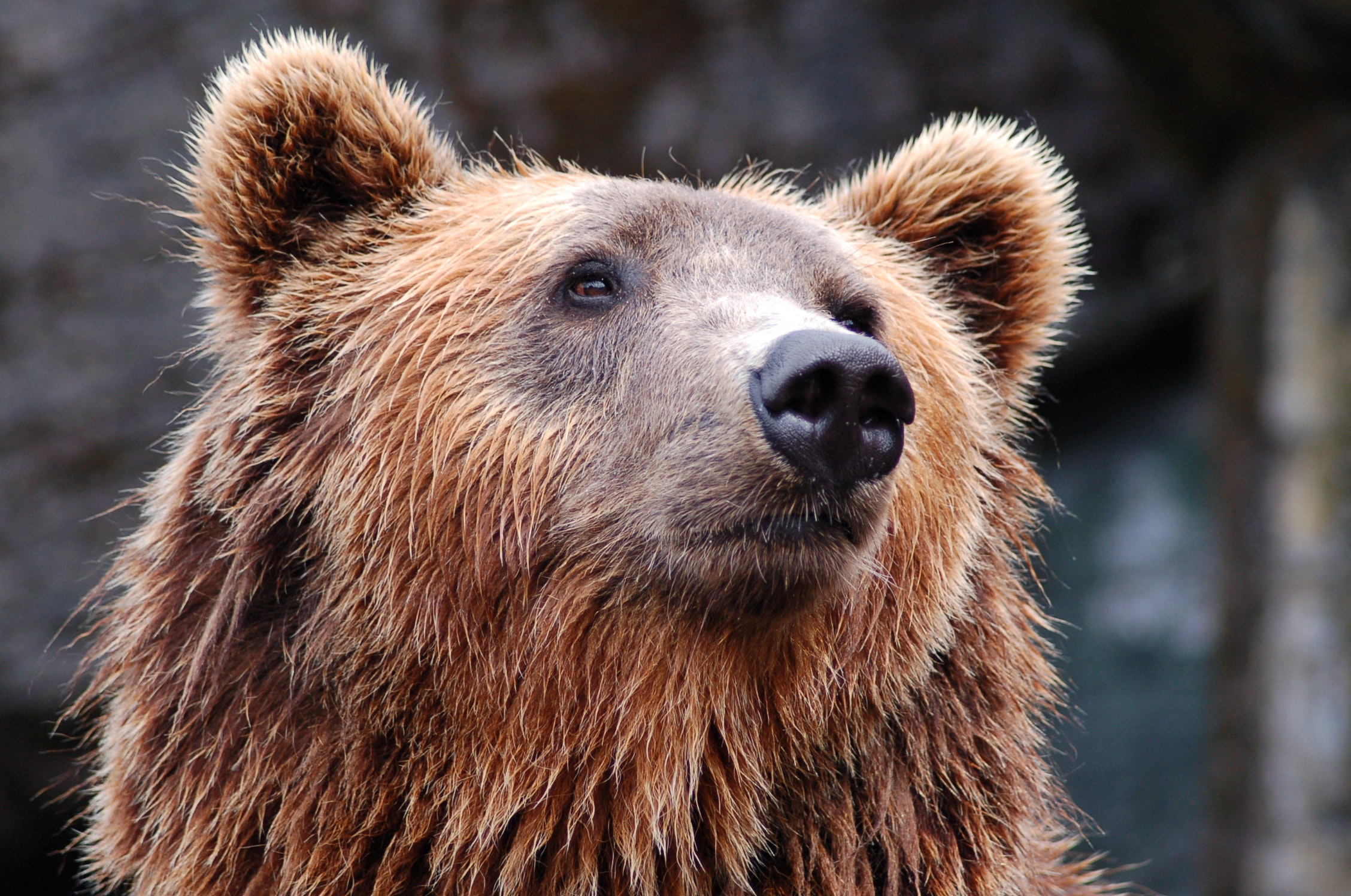 Hur väl står sig din portfölj i en björnmarknad?